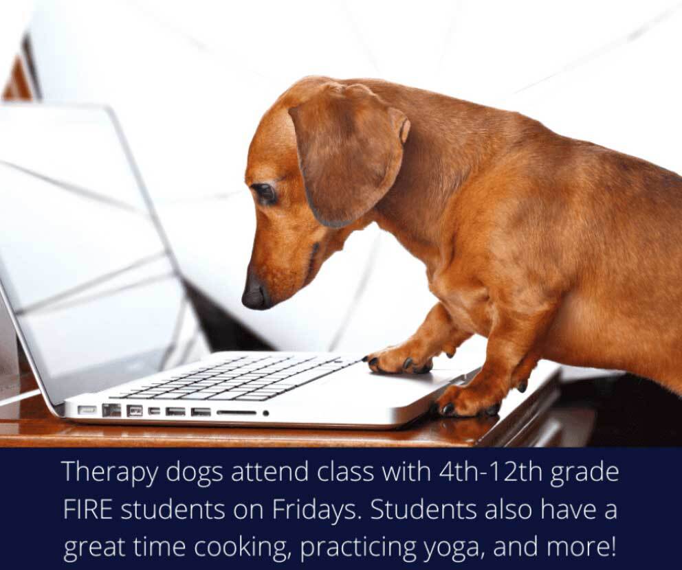 therapy-dogs.jpg